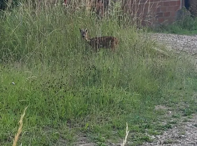 D'hotes Chez Cbl Deco Pause Charmante En Normandie Bed & Breakfast